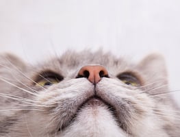 ¿Cómo la nariz de los gatos se convirtió en un laboratorio químico? Esto dice la ciencia