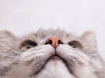 ¿Cómo la nariz de los gatos se convirtió en un laboratorio químico? Esto dice la ciencia