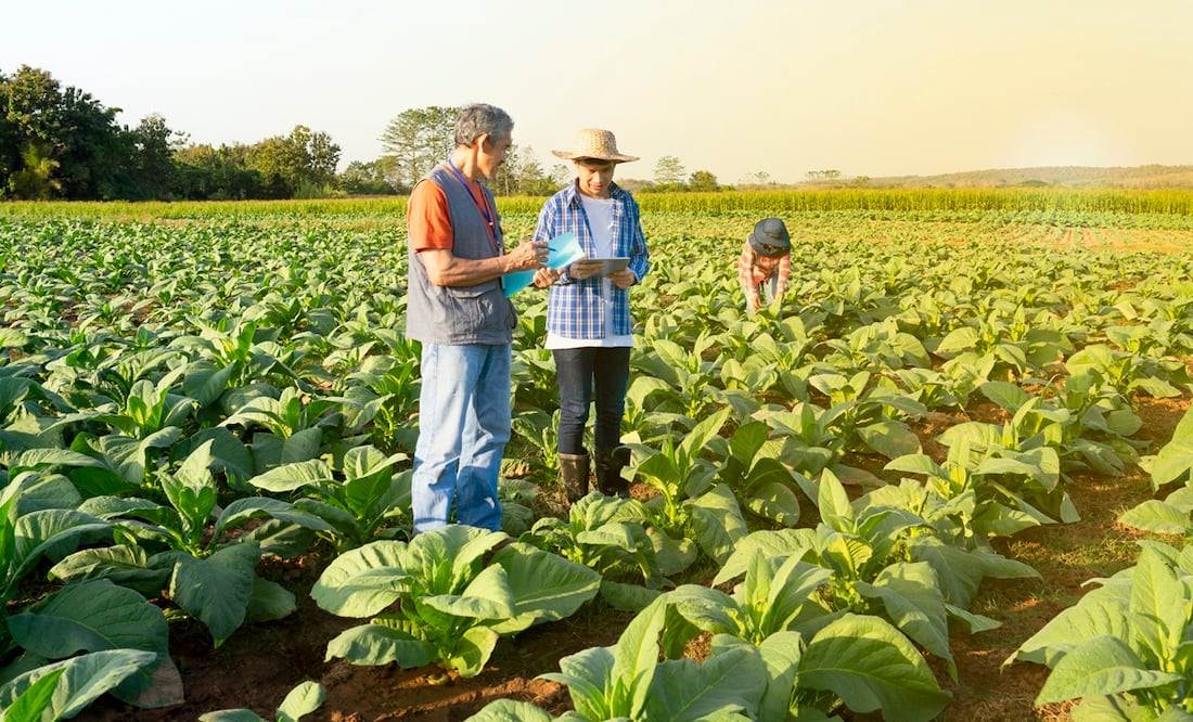 Trabajo en el campo: iStock/Verin Makcharoen