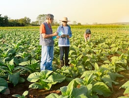 Buscan trabajadores agrícolas para campos de Minnesota: Estos son los requisitos