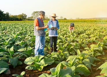 Buscan 10 migrantes para trabajar con visa en los campos de Michigan: Requisitos y salario