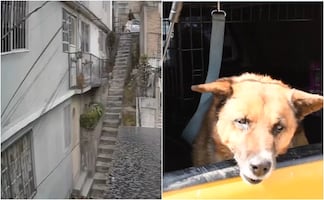 Indignación en Naucalpan: hombre lanza a perro desde escaleras de más de 10 metros. VIDEO
