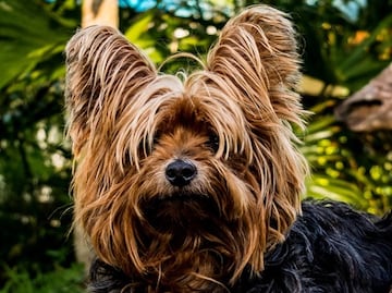 Las razas de perros más populares en EU