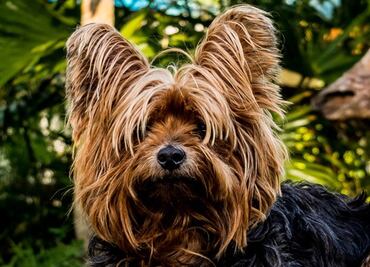 Las razas de perros más populares en EU