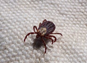 Pareja de Florida demanda a hotel por infestación y mordeduras de chinches