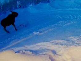 Video. Alce pierde sus astas en la nieve y sorprende a habitantes en Alaska