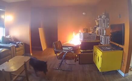Video. Perro explorador provoca incendio en casa de EU