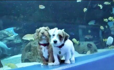 Video. Cachorros visitan el Acuario de Georgia durante cuarentena 
