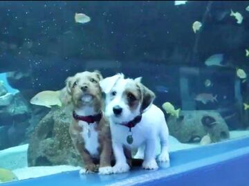 Video. Cachorros visitan el Acuario de Georgia durante cuarentena