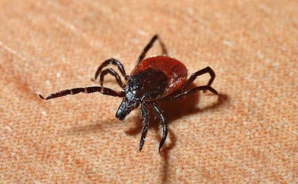 ¿Cómo protegerse de Lyme, enfermedad transmitida por las garrapatas?
