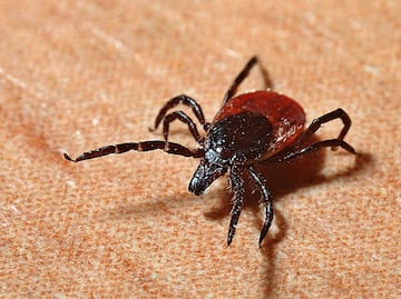 ¿Cómo protegerse de Lyme, enfermedad transmitida por las garrapatas?