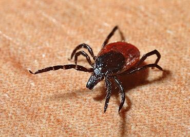¿Cómo protegerse de Lyme, enfermedad transmitida por las garrapatas?