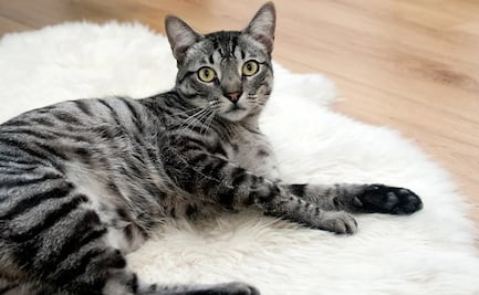 Gatos pueden contraer Covid-19 por dormir en la cama de su dueño