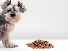 Alertan por croquetas para perro contaminadas con salmonela tras 7 casos en humanos