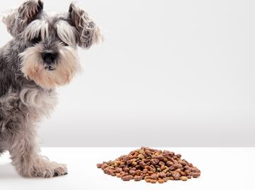 Alertan por croquetas para perro contaminadas con salmonela tras 7 casos en humanos