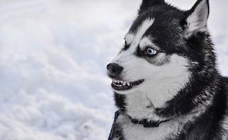 ¿Cuáles son las razas de perros más ‘agresivas’, según los expertos?