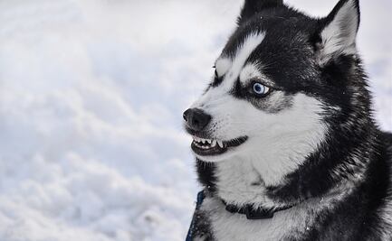 ¿Cuáles son las razas de perros más ‘agresivas’, según los expertos?