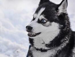 ¿Cuáles son las razas de perros más ‘agresivas’, según los expertos?