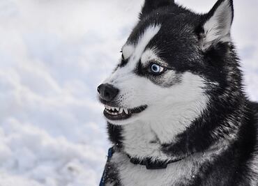 ¿Cuáles son las razas de perros más ‘agresivas’, según los expertos?