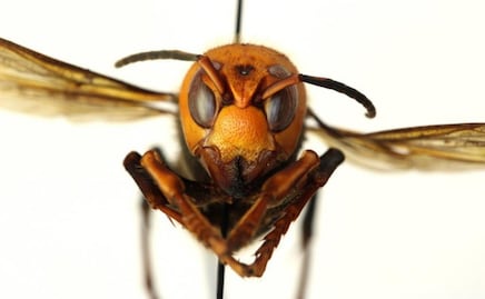 ¿Cómo identificar a los 'avispones asesinos' que generan alarma en EU?