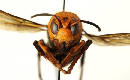 ¿Cómo identificar a los 'avispones asesinos' que generan alarma en EU?