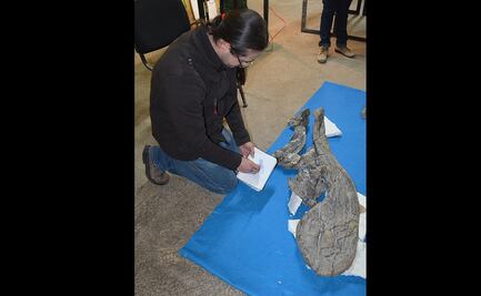 Mexicanos identifican nueva especie de dinosaurio