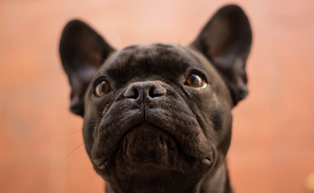 ¡No necesitan mucho espacio! Las 8 mejores razas de perros para vivir en departamentos. Foto: iStock-Wirestock