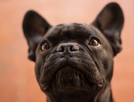 ¡No necesitan mucho espacio! Las 8 mejores razas de perros para vivir en departamentos