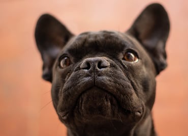 ¡No necesitan mucho espacio! Las 8 mejores razas de perros para vivir en departamentos