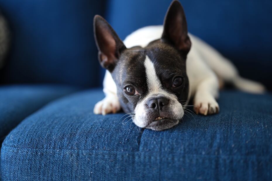 ¿Cuáles son más flojos? Según la ciencia, estas 8 razas de perros son las más dormilonas. Foto: iSTOCK-Brook White