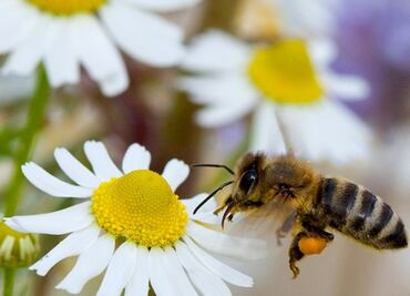 FAO llama a defender las abejas, "aliadas claves" para la lucha contra el hambre