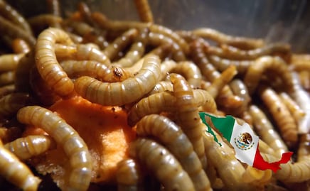 México confirma seis casos de miasis por gusano barrenador en humanos; esto se sabe