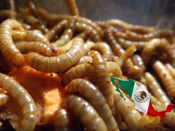 Gusano barrenador en México: ¿Qué es y qué daño puede hacer a la salud?