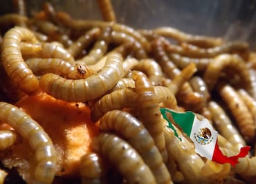 México confirma seis casos de miasis por gusano barrenador en humanos; esto se sabe