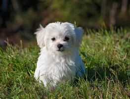 Tras muerte de 28 perros, FDA alerta por alimento para mascotas contaminado