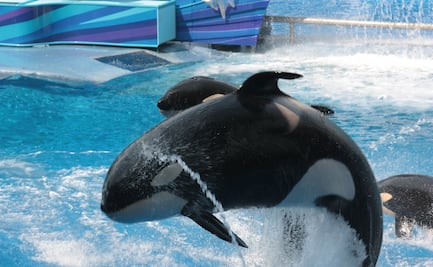 Así es Ice Breaker, la montaña rusa que llegará a SeaWorld Orlando