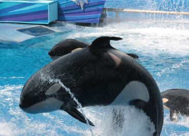 Así es Ice Breaker, la montaña rusa que llegará a SeaWorld Orlando