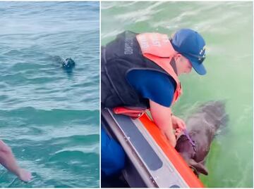 Video. Rescatan a perrita tratando de sobrevivir en medio del mar