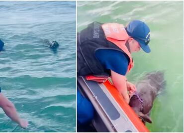 Video. Rescatan a perrita tratando de sobrevivir en medio del mar