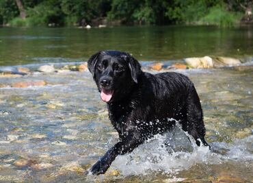 Tras muerte de perro, alertan peligro en río de Parque Nacional de Utah