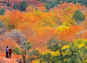 Los mejores lugares para ver el follaje de otoño en Arizona