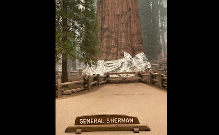 Envuelven en aluminio las gigantes secuoyas por avance de incendios en EU