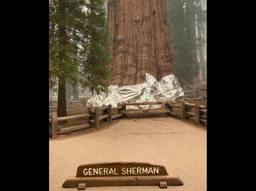 Envuelven en aluminio las gigantes secuoyas por avance de incendios en EU