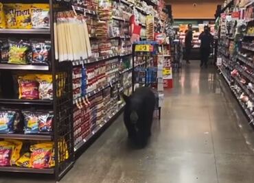 Video muestra a oso deambulando por un supermercado de Los Ángeles