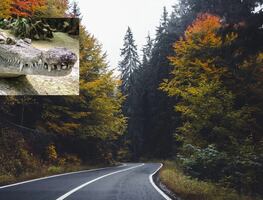 Chocan automovilista y caimán en carretera de Tampa; mueren los dos