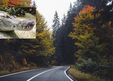 Chocan automovilista y caimán en carretera de Tampa; mueren los dos