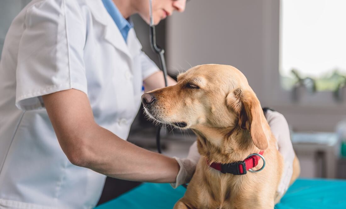 Misteriosa infección respiratoria está enfermando a los perros; esto debes saber. Foto: iStock-Kerkez