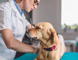 Misteriosa infección respiratoria está enfermando a los perros; esto debes saber