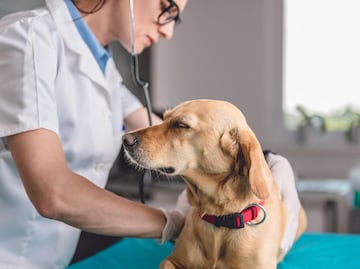 Desarrollan vacuna en polvo contra Covid-19 para animales; esto se sabe