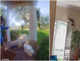 Video. Mapache ataca a perro al llegar a su casa en Florida